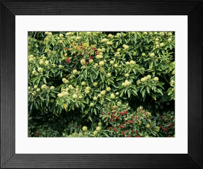 Framed Print : Ivy Flowers - & Hawthorn Haws (Crataegus monogyna) Framed Print : Ivy Flowers - & Hawthorn Haws (Crataegus monogyna)