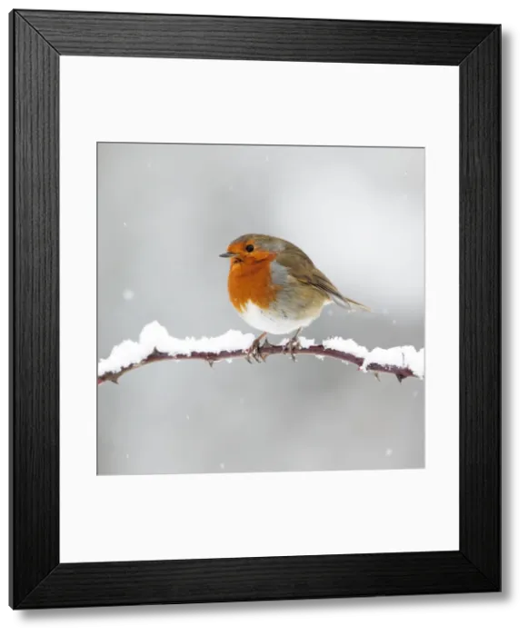 Framed Print : European Robin - In winter with snow - Cleveland - UK Framed Print : European Robin - In winter with snow - Cleveland - UK