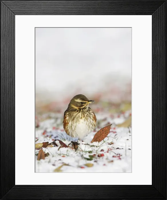 Framed Print : Redwing - In winter on snow covered ground foraging for rowen berries - Cleveland - UK Framed Print : Redwing - In winter on snow covered ground foraging for rowen berries - Cleveland - UK