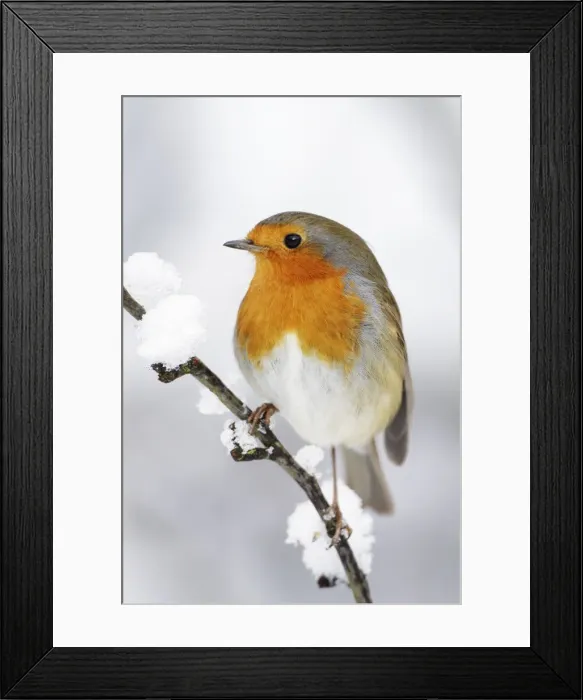 Framed Print : European Robin - In winter with snow - Cleveland - UK Framed Print : European Robin - In winter with snow - Cleveland - UK