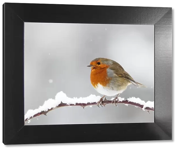 European Robin - In winter with snow - Cleveland - UK
