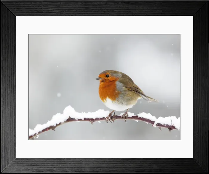 Framed Print : European Robin - In winter with snow - Cleveland - UK Framed Print : European Robin - In winter with snow - Cleveland - UK