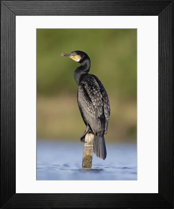 Framed Print : Great Cormorant - male in breeding colours showing bronze tinged wings and black scaled back feathers and emerald green eye - Cleveland - UK Framed Print : Great Cormorant - male in breeding colours showing bronze tinged wings and black scaled back feathers and emerald green eye - Cleveland - UK