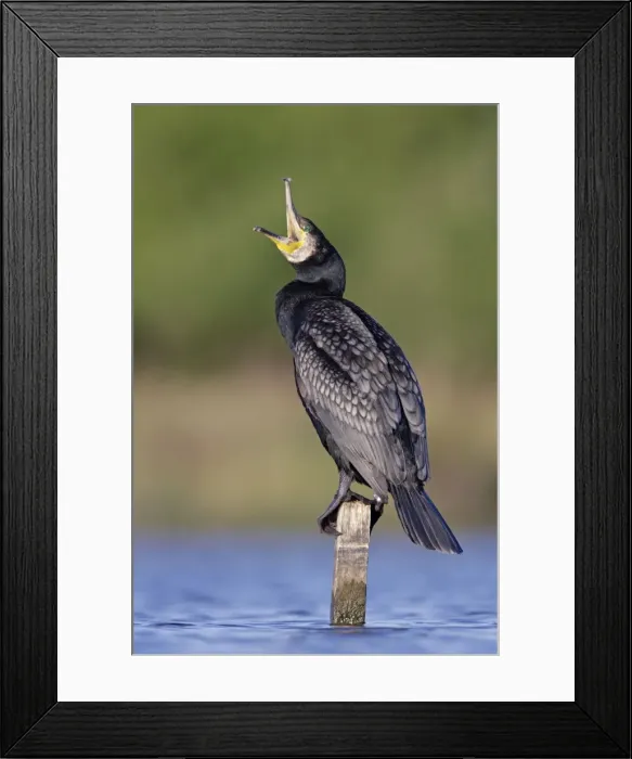 Framed Print : Great Cormorant - male in breeding colours showing bronze tinged wings and black scaled back feathers and emerald green eye - mouth open as it pushes a fish further down its gullet - Cleveland - UK Framed Print : Great Cormorant - male in breeding colours showing bronze tinged wings and black scaled back feathers and emerald green eye - mouth open as it pushes a fish further down its gullet - Cleveland - UK