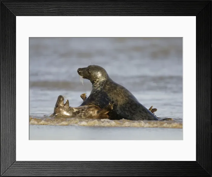 Framed Print : Grey Seal - playing in surf - Donna Nook - Lincolnshire - UK Framed Print : Grey Seal - playing in surf - Donna Nook - Lincolnshire - UK
