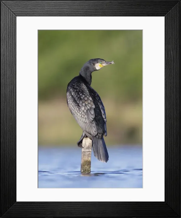 Framed Print : Great Cormorant - male in breeding colours showing bronze tinged wings and black scaled back feathers and emerald green eye - Cleveland - UK Framed Print : Great Cormorant - male in breeding colours showing bronze tinged wings and black scaled back feathers and emerald green eye - Cleveland - UK