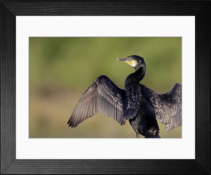 Framed Print : Great Cormorant - male in breeding colours showing bronze tinged wings and black scaled back feathers and emerald green eyes - wings open for drying - Cleveland - UK Framed Print : Great Cormorant - male in breeding colours showing bronze tinged wings and black scaled back feathers and emerald green eyes - wings open for drying - Cleveland - UK