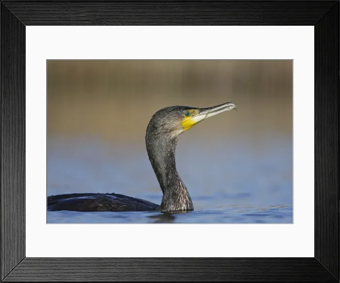 Framed Print : Great Cormorant - female on water - Cleveland - UK