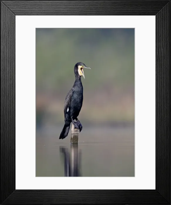 Framed Print : Great Cormorant - male in breeding colours - mouth open as it pushes a fish further down its gullet - Cleveland - UK Framed Print : Great Cormorant - male in breeding colours - mouth open as it pushes a fish further down its gullet - Cleveland - UK