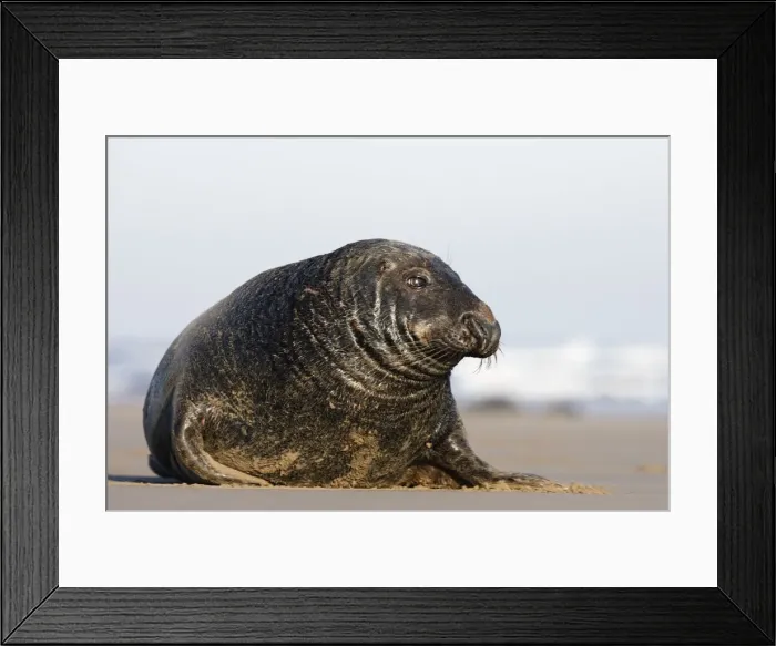 Framed Print : Grey Seal Bull - Donna Nook - Lincolnshire - UK Framed Print : Grey Seal Bull - Donna Nook - Lincolnshire - UK