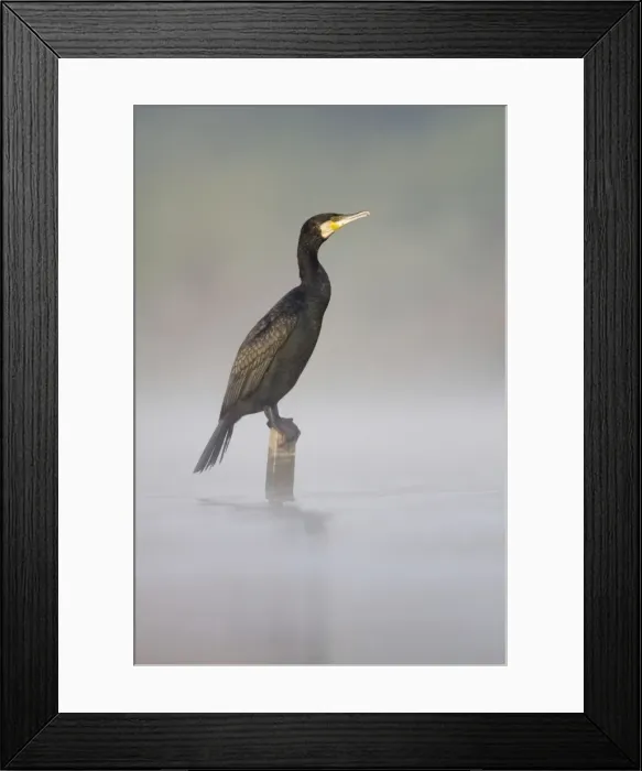 Framed Print : Great Cormorant - male in breeding colours sitting on a submerged wooden post with mist rising from water surface - Cleveland - UK Framed Print : Great Cormorant - male in breeding colours sitting on a submerged wooden post with mist rising from water surface - Cleveland - UK