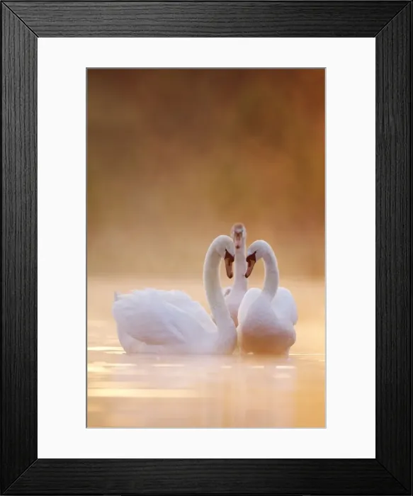 Framed Print : Mute Swans - Pair in courtship behaviour - Back-lit early morning mist rising from the water - Cleveland - UK Framed Print : Mute Swans - Pair in courtship behaviour - Back-lit early morning mist rising from the water - Cleveland - UK