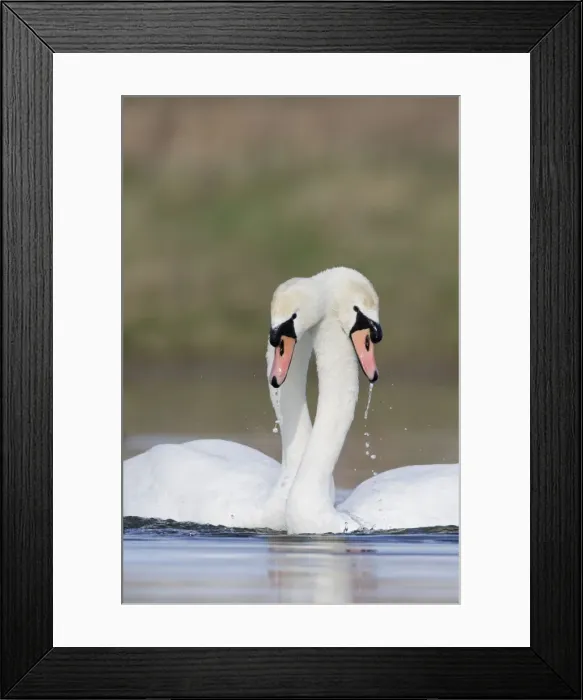 Framed Print : Mute Swans - Pre-copulation display - Showing typical behaviour as the two birds gently wrap their necks around each other while repeatedly dipping their head in the water - Cleveland - UK Framed Print : Mute Swans - Pre-copulation display - Showing typical behaviour as the two birds gently wrap their necks around each other while repeatedly dipping their head in the water - Cleveland - UK