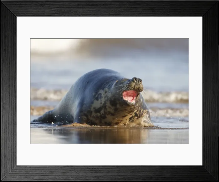 Framed Print : Grey Seal - hauling itself out of the sea onto the sand with mouth open - Donna Nook - Lincolnshire - UK Framed Print : Grey Seal - hauling itself out of the sea onto the sand with mouth open - Donna Nook - Lincolnshire - UK