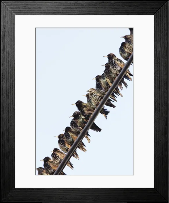 Framed Print : Common Starling - gathering on telegraph wires - Cleveland - UK Framed Print : Common Starling - gathering on telegraph wires - Cleveland - UK