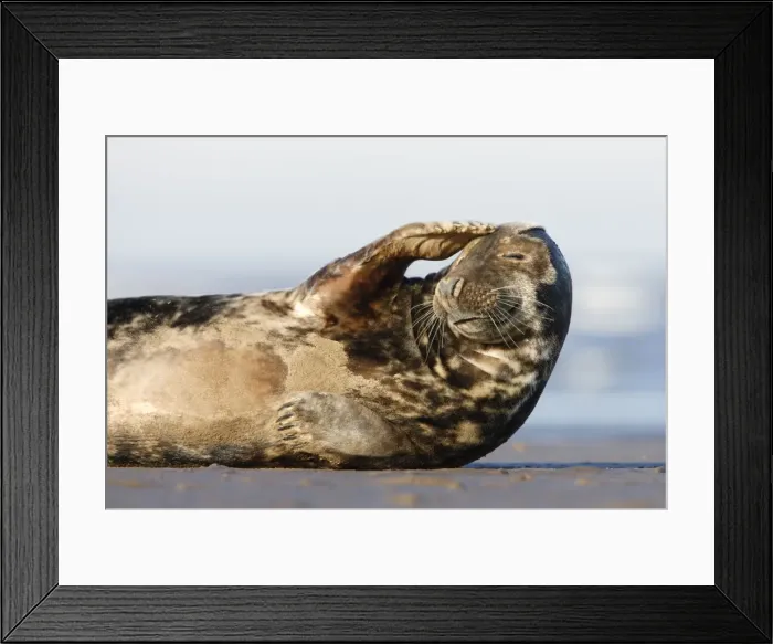 Framed Print : Grey Seal - resting on sandy beach scratching head - Donna Nook - Lincolnshire - UK