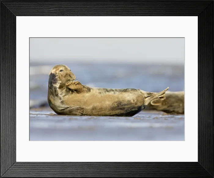 Framed Print : Grey Seal - resting on sandy beach scratching chin - Donna Nook - Lincolnshire - UK Framed Print : Grey Seal - resting on sandy beach scratching chin - Donna Nook - Lincolnshire - UK