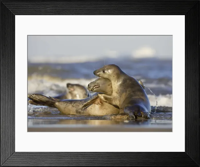 Framed Print : Grey Seal - playing in surf - Donna Nook - Lincolnshire - UK Framed Print : Grey Seal - playing in surf - Donna Nook - Lincolnshire - UK