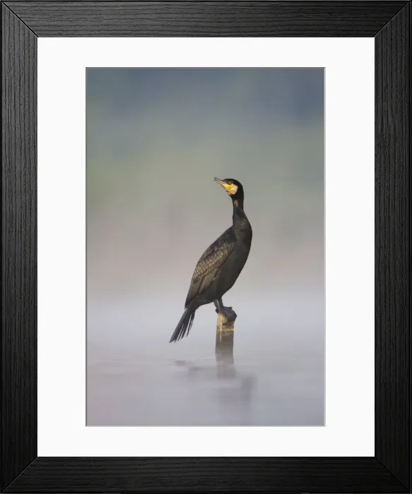 Framed Print : Great Cormorant - male in breeding colours sitting on a submerged wooden post with mist rising from water surface - Cleveland - UK Framed Print : Great Cormorant - male in breeding colours sitting on a submerged wooden post with mist rising from water surface - Cleveland - UK