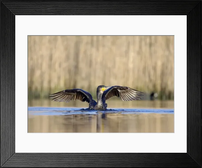 Framed Print : Great Cormorant - female with wings outstretched preparing to take-off from water - Cleveland - UK Framed Print : Great Cormorant - female with wings outstretched preparing to take-off from water - Cleveland - UK