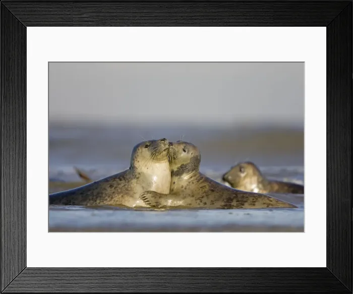 Framed Print : Grey Seal - playing in surf and kissing - Donna Nook - Lincolnshire - UK Framed Print : Grey Seal - playing in surf and kissing - Donna Nook - Lincolnshire - UK