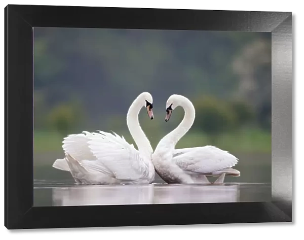 Mute Swans - Pair displaying courtship behaviour - Cleveland - UK