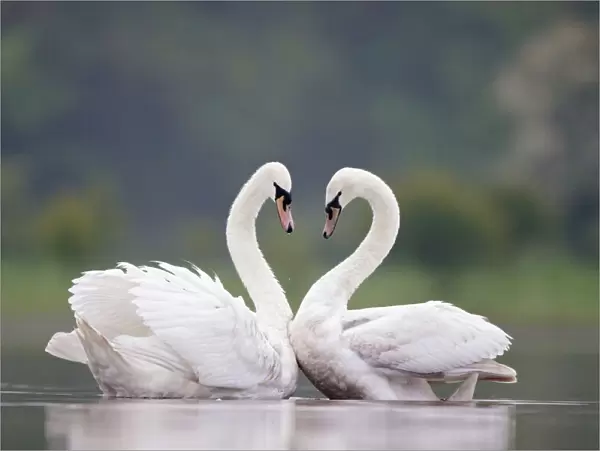 Mute Swans - Pair displaying courtship behaviour - Cleveland - UK