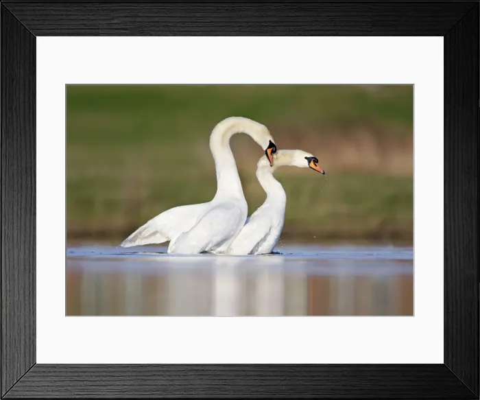 Framed Print : Mute Swans - copulation - one of a sequence showing typical behaviour as the two birds rise up from the water with the male clasping the back of the neck on the female - Cleveland - UK Framed Print : Mute Swans - copulation - one of a sequence showing typical behaviour as the two birds rise up from the water with the male clasping the back of the neck on the female - Cleveland - UK