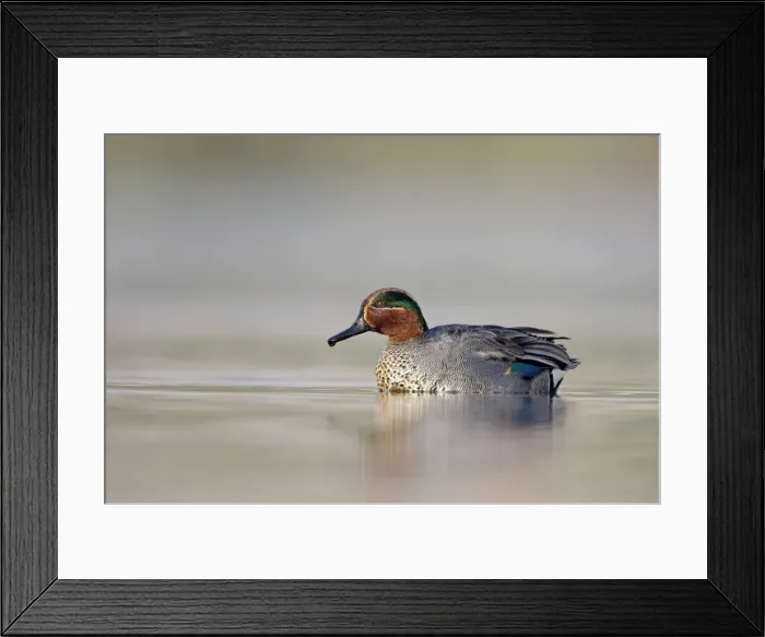 Framed Print : Common Teal - drake at waterlevel - Cleveland - UK Framed Print : Common Teal - drake at waterlevel - Cleveland - UK