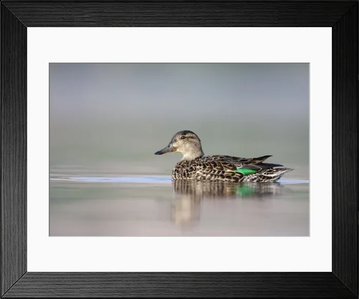 Framed Print : Common Teal - female at waterlevel - Cleveland - UK Framed Print : Common Teal - female at waterlevel - Cleveland - UK