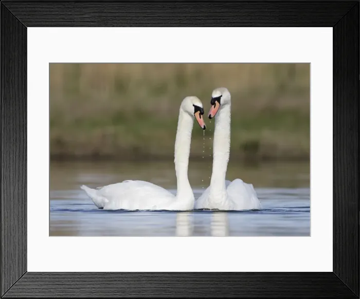Framed Print : Mute Swans - pre-copulation display - showing typical behaviour as the two birds greet and ruffle their neck feathers - Cleveland - UK Framed Print : Mute Swans - pre-copulation display - showing typical behaviour as the two birds greet and ruffle their neck feathers - Cleveland - UK