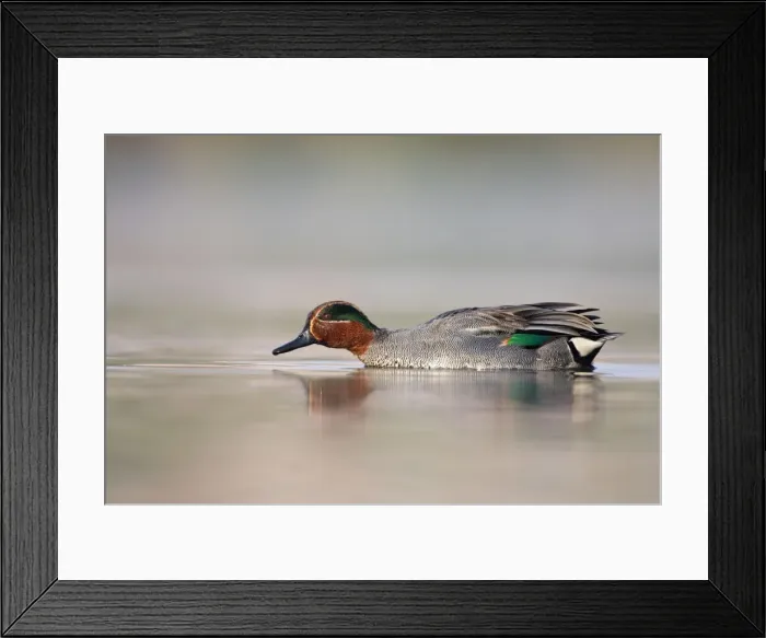 Framed Print : Common Teal - drake at waterlevel - Cleveland - UK Framed Print : Common Teal - drake at waterlevel - Cleveland - UK