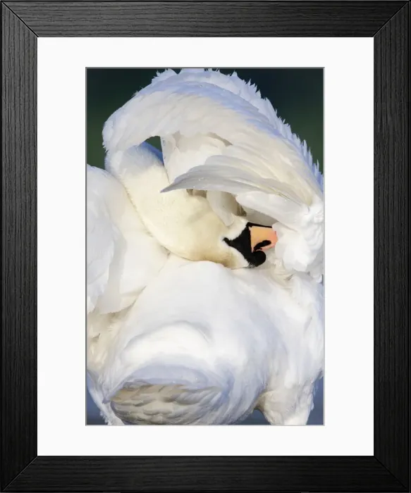 Framed Print : Mute Swan - preening wing feathers - Cleveland - UK Framed Print : Mute Swan - preening wing feathers - Cleveland - UK