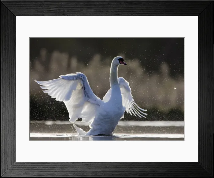 Framed Print : Mute Swan - adult wing-flapping after preening - back-lit showing thousands of water droplets - Cleveland - UK Framed Print : Mute Swan - adult wing-flapping after preening - back-lit showing thousands of water droplets - Cleveland - UK