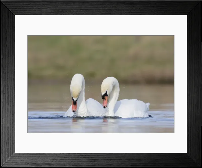 Framed Print : Mute Swans - pre-copulation display - showing typical behaviour as the two birds swim in symmetry - Cleveland - UK Framed Print : Mute Swans - pre-copulation display - showing typical behaviour as the two birds swim in symmetry - Cleveland - UK