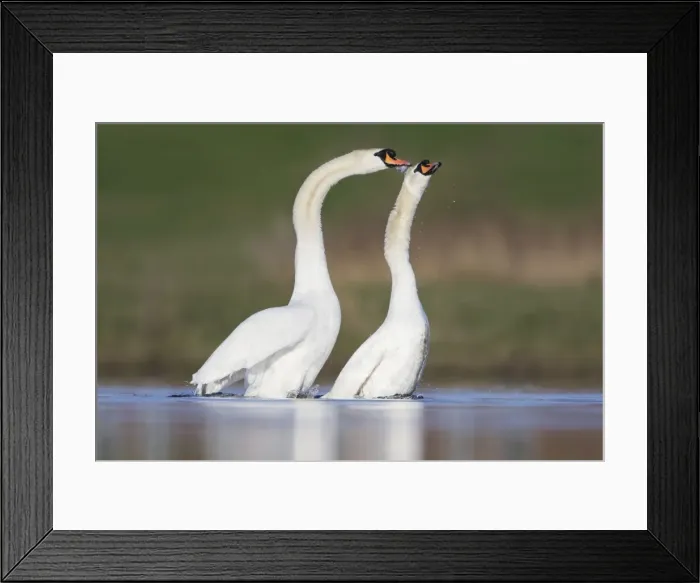 Framed Print : Mute Swans - copulation - one of a sequence showing typical behaviour as the two birds rise up from the water with the male clasping the back of the neck on the female - Cleveland - UK Framed Print : Mute Swans - copulation - one of a sequence showing typical behaviour as the two birds rise up from the water with the male clasping the back of the neck on the female - Cleveland - UK