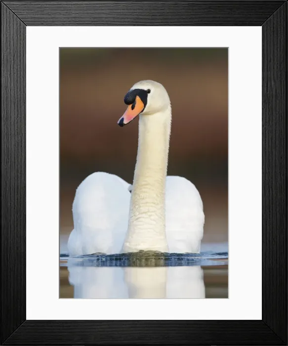 Framed Print : Mute Swan - adult - Cleveland - UK