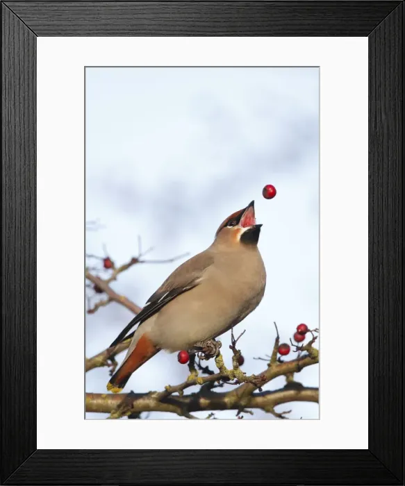 Framed Print : Waxwing (Bohemian) - tossing hawthorn berry before swallowing - Typical behaviour of waxwings as they turn the berry for swallowing - Cleveland - UK Framed Print : Waxwing (Bohemian) - tossing hawthorn berry before swallowing - Typical behaviour of waxwings as they turn the berry for swallowing - Cleveland - UK