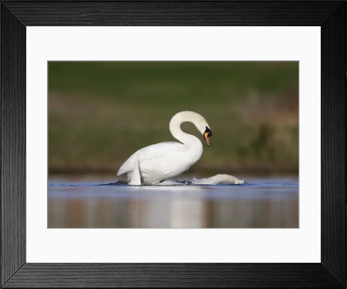 Framed Print : Mute Swans - copulation - one of a sequence showing typical behaviour as the two birds rise up from the water with the male clasping the back of the neck on the female - Cleveland - UK Framed Print : Mute Swans - copulation - one of a sequence showing typical behaviour as the two birds rise up from the water with the male clasping the back of the neck on the female - Cleveland - UK