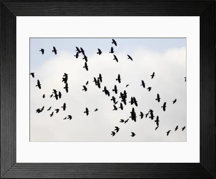 Framed Print : Jackdaw - flock in flight - Cleveland - UK Framed Print : Jackdaw - flock in flight - Cleveland - UK