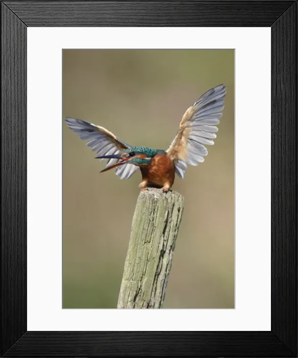 Framed Print : Kingfisher - adult female in defensive posture - Cleveland - UK Manipulated Image: RH wing reconstructed Framed Print : Kingfisher - adult female in defensive posture - Cleveland - UK Manipulated Image: RH wing reconstructed