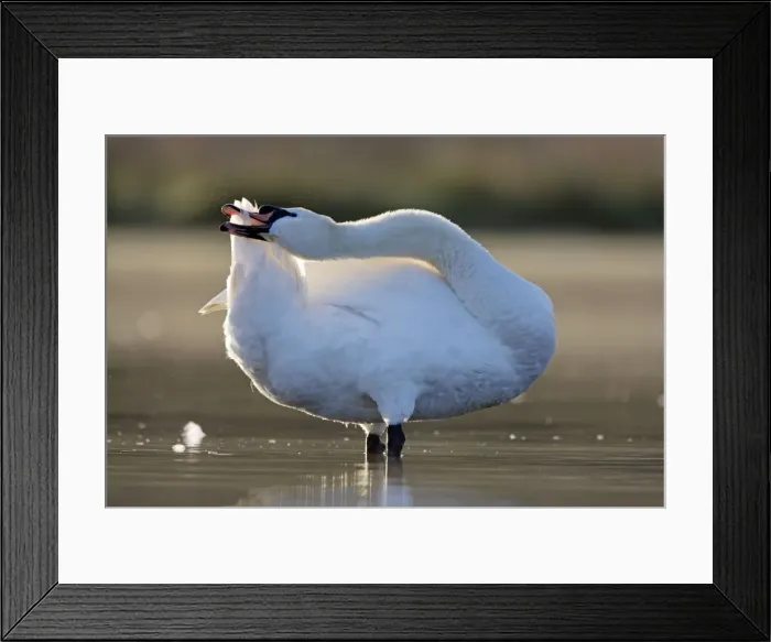 Framed Print : Mute Swan - preening tail feathers - Cleveland - UK Framed Print : Mute Swan - preening tail feathers - Cleveland - UK