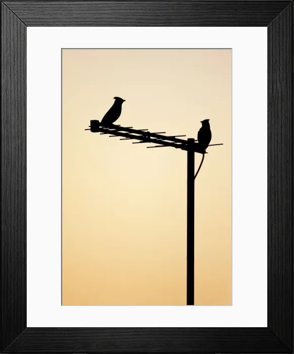 Framed Print : (Bohemian) Waxwing - silhouette of two birds on a house aerial - Cleveland - UK Framed Print : (Bohemian) Waxwing - silhouette of two birds on a house aerial - Cleveland - UK