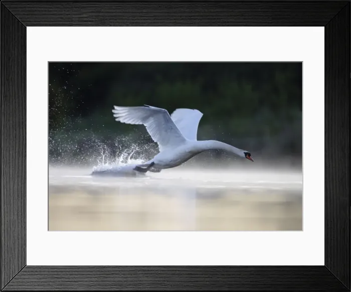 Framed Print : Mute Swans - adult male aggressively charging towards an intruder - Cleveland - UK Framed Print : Mute Swans - adult male aggressively charging towards an intruder - Cleveland - UK