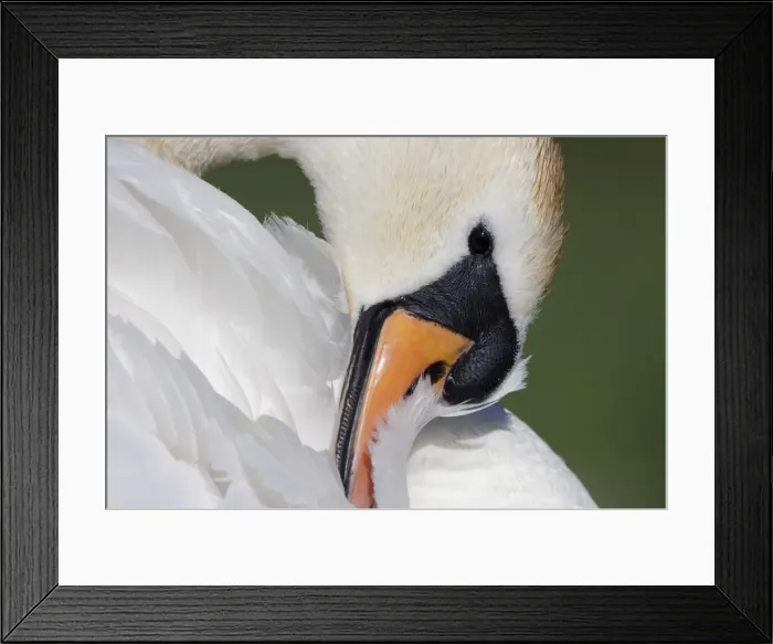 Framed Print : Mute Swan - adult preening - Cleveland - UK