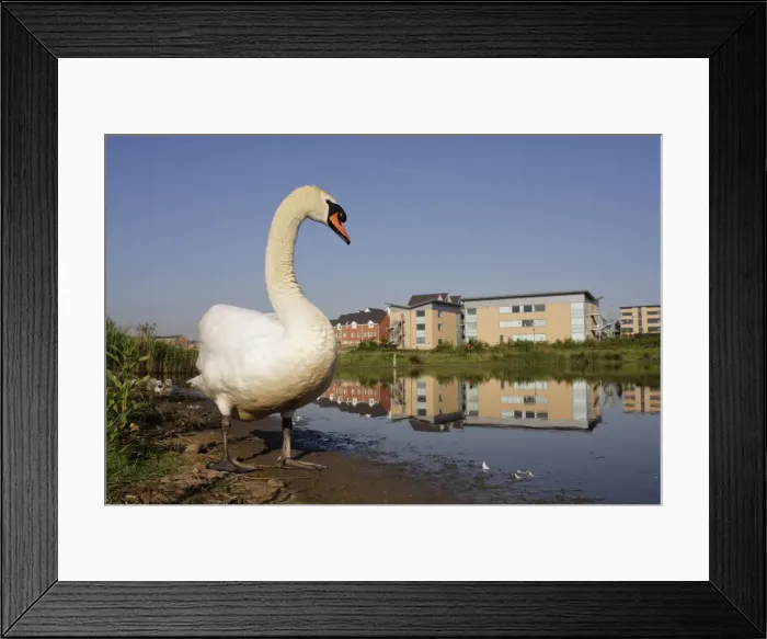 Framed Print : Mute Swan - wide angle close-up showing parent and chicks in urban habitat and environment of pond, modern offices and houses - Cleveland - UK Framed Print : Mute Swan - wide angle close-up showing parent and chicks in urban habitat and environment of pond, modern offices and houses - Cleveland - UK