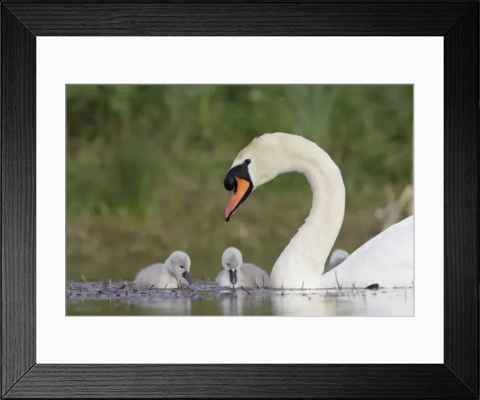 Framed Print : Mute Swans - parent with chicks - Cleveland - UK Framed Print : Mute Swans - parent with chicks - Cleveland - UK