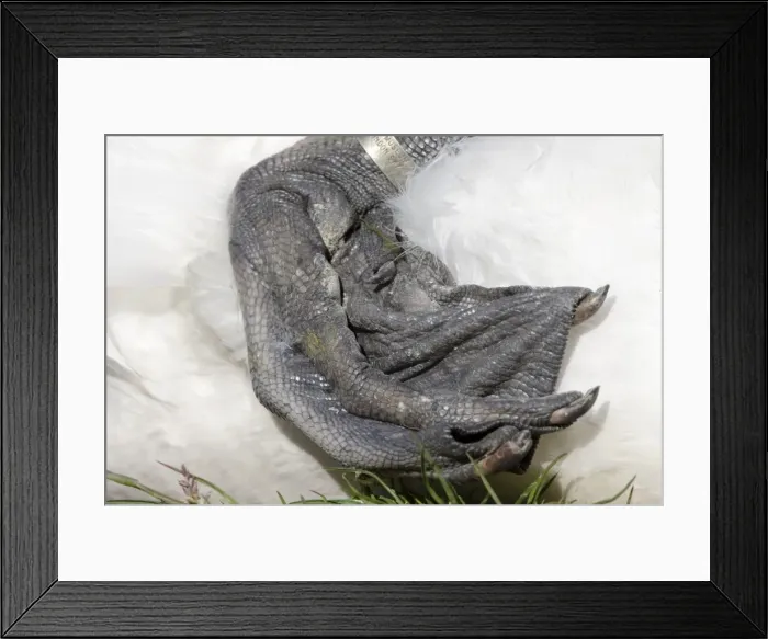 Framed Print : Mute Swan - foot - UK Framed Print : Mute Swan - foot - UK