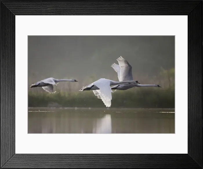 Framed Print : Mute Swans - three birds flying low over water in early morning light - UK Framed Print : Mute Swans - three birds flying low over water in early morning light - UK
