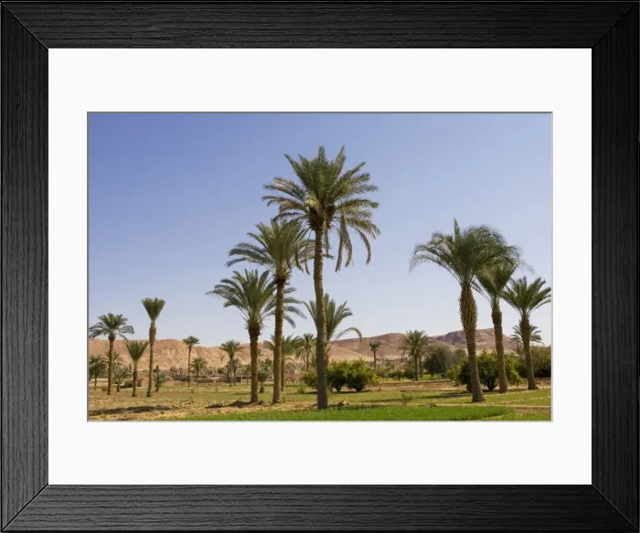 Framed Print : Date palms growing in cultivated fields, Iran Framed Print : Date palms growing in cultivated fields, Iran